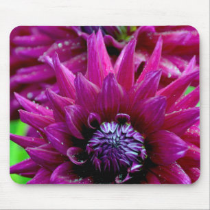 Zwei lila Dahlien-Blume in Blüte Mousepad