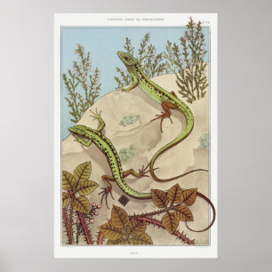 Zwei Lizards Vintag Illustration Art Poster