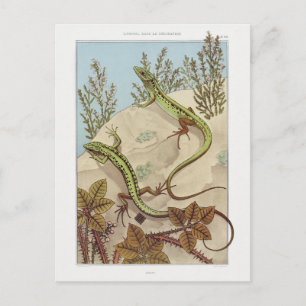 Zwei Lizards Vintage Fauna Illustration Postkarte