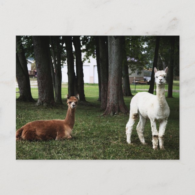 Zwei Llamas in Indiana Postkarte (Vorderseite)