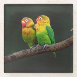 Zwei Lovebirds auf einer Zweigniederlassung Glasuntersetzer