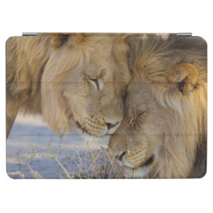 Zwei Löwen, die sich reiben iPad Air Hülle