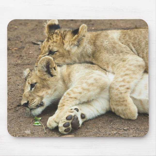 Zwei Löwen spielen. Mousepad (Vorne)
