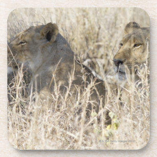 Zwei Löwen versteckt im trockenen Gras, Kruger Untersetzer