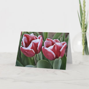 Zwei Magenta Tulip Blume Karte