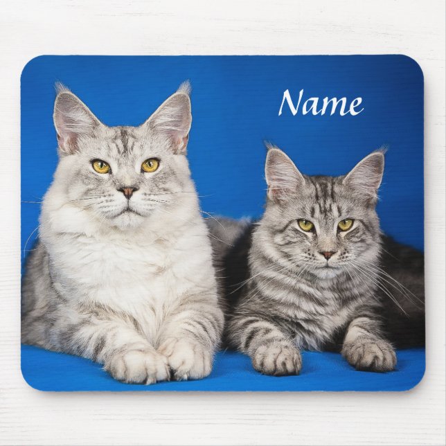 Zwei Maine Coon Cats Blue Mousepad (Vorne)