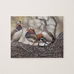 Zwei Männchen buhlen um ein Mandarinweibchen Puzzle