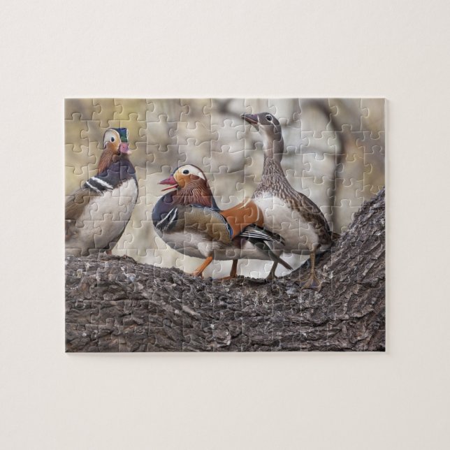 Zwei Männchen buhlen um ein Mandarinweibchen Puzzle (Horizontal)