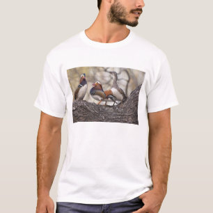 Zwei Männchen buhlen um einen weiblichen Mandarine T-Shirt