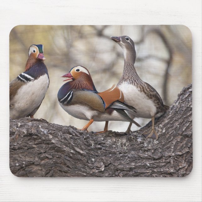 Zwei Männchen wetteifern um eine Mandarinenente Mousepad (Vorne)