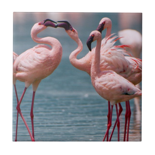 Zwei männliche Kleinere Flamingos (Phoenicopterus  Fliese (Vorderseite)