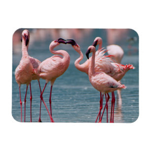 Zwei männliche Kleinere Flamingos (Phoenicopterus  Magnet