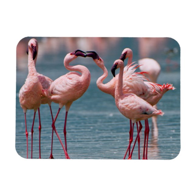 Zwei männliche Kleinere Flamingos (Phoenicopterus  Magnet (Horizontal)