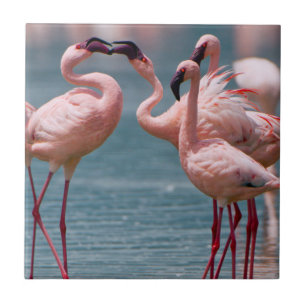 Zwei männliche Zwergflamingos (Phoenicopterus Mino Fliese