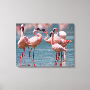 Zwei männliche Zwergflamingos (Phoenicopterus Mino Leinwanddruck