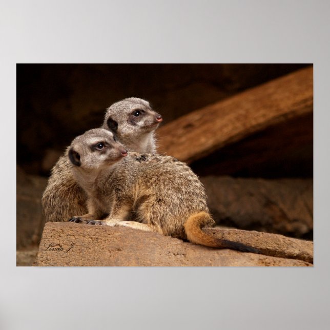 Zwei Meerkat Canvas Print Poster (Vorne)