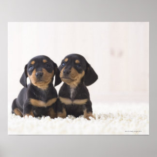 Zwei Mini-Dackeln Poster