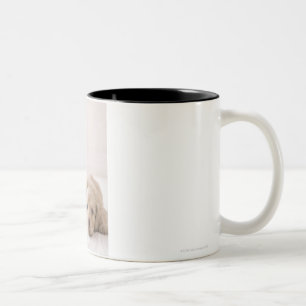 Zwei Miniatur-Dackel Zweifarbige Tasse