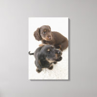 Zwei Miniaturbilder, Studio Shot
