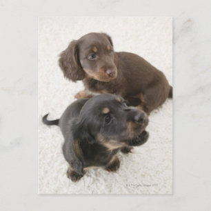 Zwei Miniaturbilder, Studio Shot Postkarte