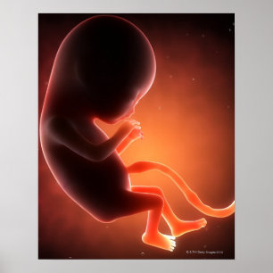 Zwei Monate alter Fetus Poster