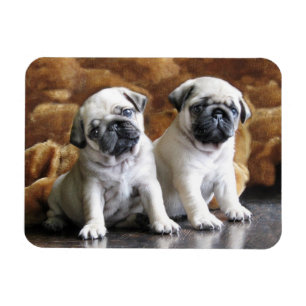 Zwei Mops Magnet