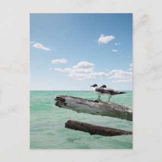 Zwei Möwen, die auf einem toten Baum sitzen und au Postkarte