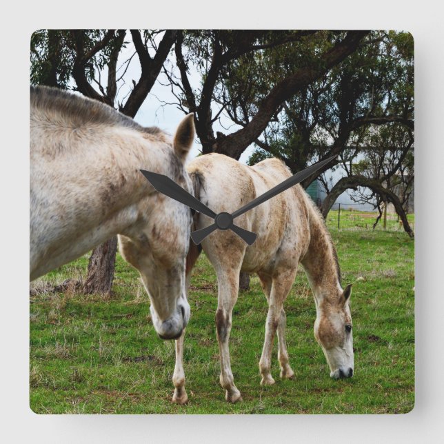 Zwei Muddy White Pferdes Grazing, Quadratische Wanduhr (Vorderseite)
