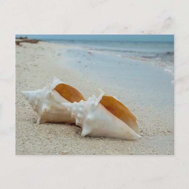 Zwei Muscheln am Sandstrand Postkarte (Vorderseite)