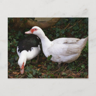 Zwei Muskovillen Postkarte