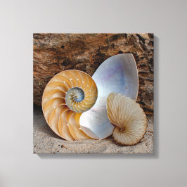 Zwei Nautilus-Muscheln Leinwanddruck