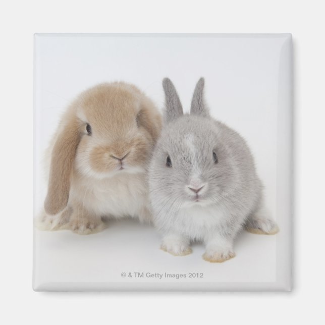Zwei niederländische Zwerge- und Holland-Lop-Bände Magnet (Vorne)