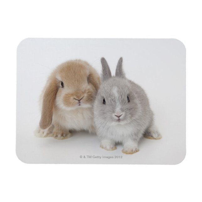 Zwei niederländische Zwerge- und Holland-Lop-Bände Magnet (Horizontal)