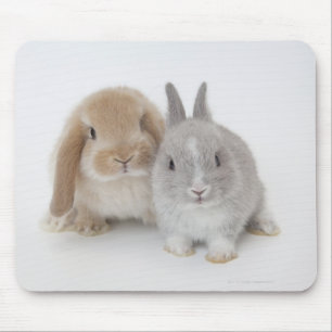Zwei niederländische Zwerge- und Holland-Lop-Bände Mousepad