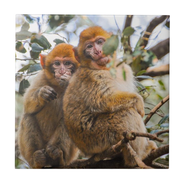 Zwei Niedliche Affen Fliese (Vorderseite)