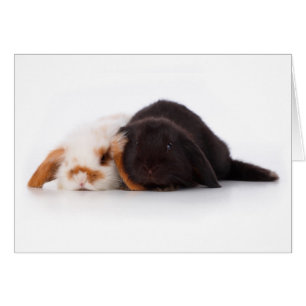 Zwei niedliche Babyhäschen