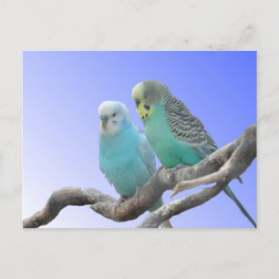 Zwei Niedliche Budgerigar Birds DIY Postcard Postkarte