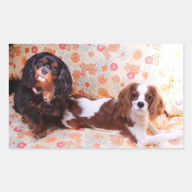 Zwei Niedliche Cavalier King Charles Spaniels Stic Rechteckiger Aufkleber (Vorderseite)