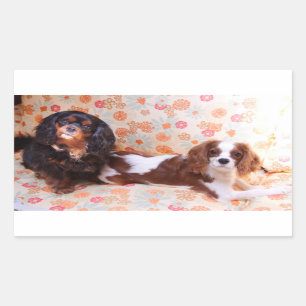 Zwei Niedliche Cavalier King Charles Spaniels Stic Rechteckiger Aufkleber