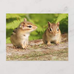 Zwei Niedliche Chipmunk-Babys Postkarte