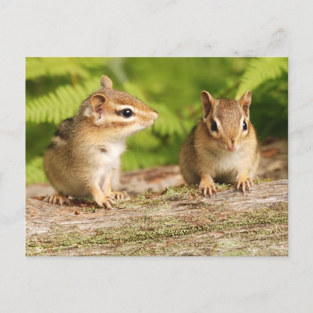 Zwei Niedliche Chipmunk-Babys Postkarte (Vorderseite)