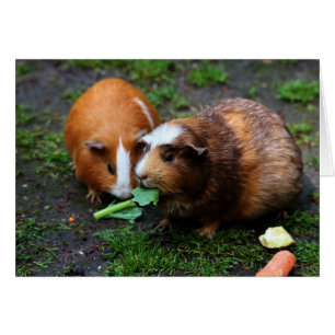 Zwei Niedliche Guinea Schweine essen Veggies