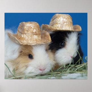 Zwei Niedliche Guinea Schweinepopster Poster