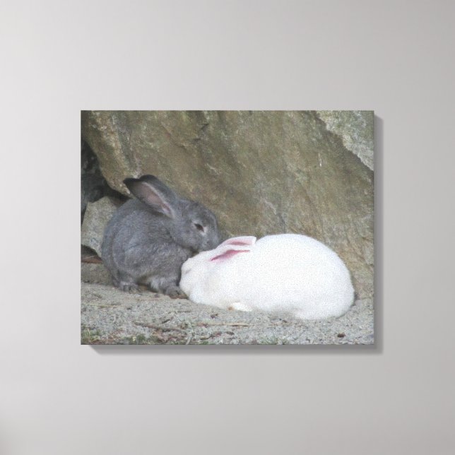 Zwei Niedliche Kaninchen Leinwanddruck (Vorderseite)