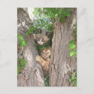 Zwei Niedliche Kätzchen auf einem Baum Postkarte