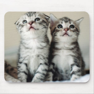 Zwei niedliche Kätzchen Mousepad
