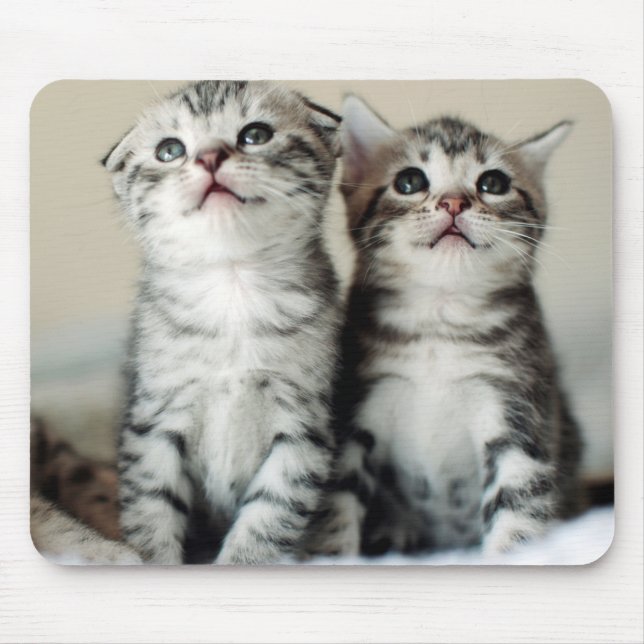 Zwei niedliche Kätzchen Mousepad (Vorne)
