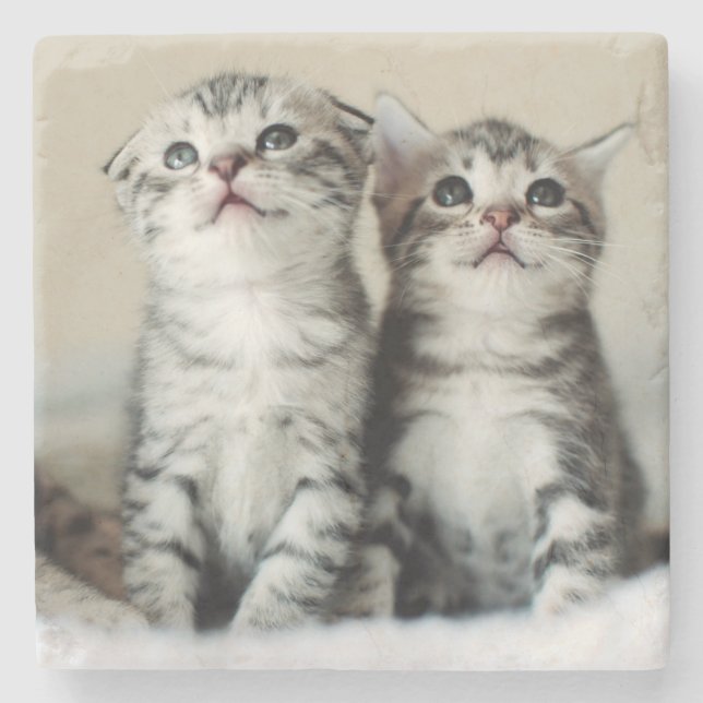 Zwei niedliche Kätzchen Steinuntersetzer (Vorderseite)