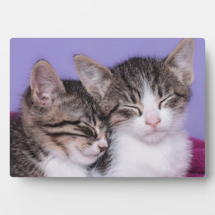 Zwei Niedliche Kitts Napping Fotoplatte