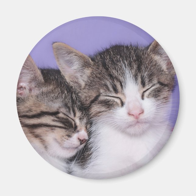 Zwei Niedliche Kitts Napping Magnet (Vorne)
